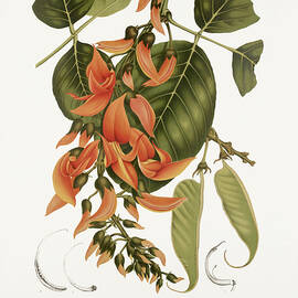 Vintage botanical illustrations - Flame of the forest by Madame Berthe Hoola van Nooten