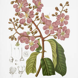 Vintage botanical illustrations - Giant crepe-myrtle tree by Madame Berthe Hoola van Nooten