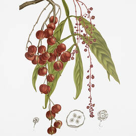 Vintage botanical illustrations - Johora tree by Madame Berthe Hoola van Nooten