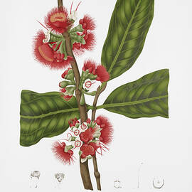 Vintage botanical illustrations - Malay rose apple flower by Madame Berthe Hoola van Nooten