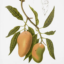 Vintage botanical illustrations - Mango by Madame Berthe Hoola van Nooten