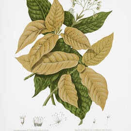 Vintage botanical illustrations - Moluccan cabbage and lettuce tree by Madame Berthe Hoola van Nooten