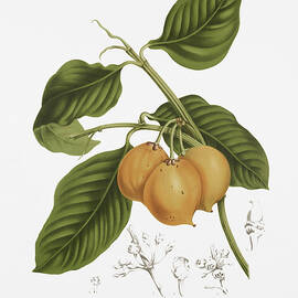 Vintage botanical illustrations - Mundu tree by Madame Berthe Hoola van Nooten