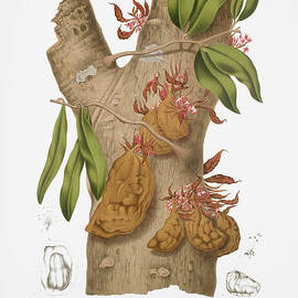 Vintage botanical illustrations - Namu-namu tree by Madame Berthe Hoola van Nooten