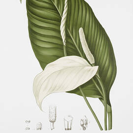 Vintage botanical illustrations - Peace lily by Madame Berthe Hoola van Nooten