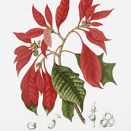 Vintage botanical illustrations - Poinsettia by Madame Berthe Hoola van Nooten