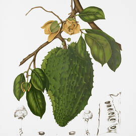 Vintage botanical illustrations - Soursop tree by Madame Berthe Hoola van Nooten