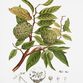 Vintage botanical illustrations - Sugar apple tree by Madame Berthe Hoola van Nooten