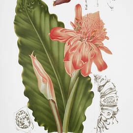 Vintage botanical illustrations - Torch ginger by Madame Berthe Hoola van Nooten