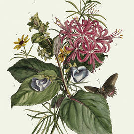 Vintage flowers and butterflies - Bidens, Japanese narcissus by Georg Dionysius G D Ehret