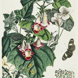 Vintage flowers and butterflies - Cat's claw and brooms by Georg Dionysius G D Ehret