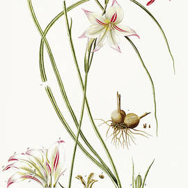 Vintage flowers - Gladioli lilio-gladiolus sword lily by Georg Dionysius G D Ehret