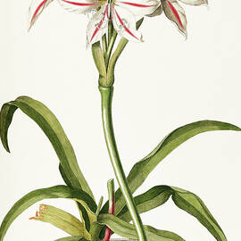 Vintage flowers - Lilio-narcissus, white lily-daffodil by Georg Dionysius G D Ehret