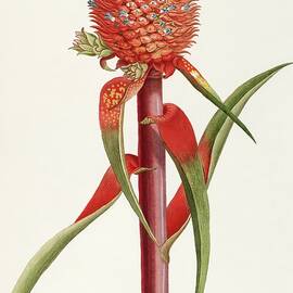 Vintage fruits - Ananas flower by Georg Dionysius G D Ehret