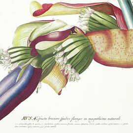 Vintage fruits - Banana flower colorful macro by Georg Dionysius G D Ehret