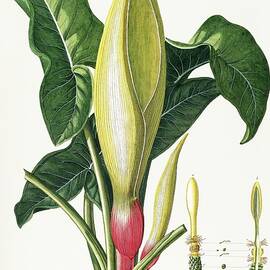 Vintage plants - Arum venis flower and leaves by Georg Dionysius G D Ehret