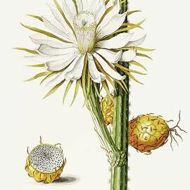 Vintage plants - cereus cactus with flower and fruit by Georg Dionysius G D Ehret
