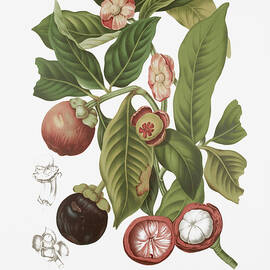 Vintage plants - Purple mangosteen by Madame Berthe Hoola van Nooten