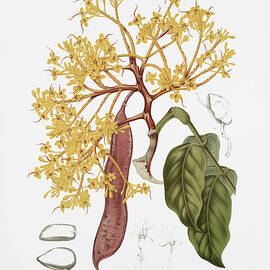Vintage plants - Red saraca tree by Madame Berthe Hoola van Nooten
