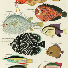 Vintage, Whimsical Fish and Marine Life Illustration by Louis Renard - Baard Mannetje, Formosa by Louis Renard