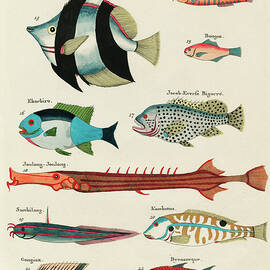 Vintage, Whimsical Fish and Marine Life Illustration by Louis Renard - Bezaan, Ekorbiro, Joulong by Louis Renard