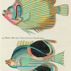 Vintage, Whimsical Fish and Marine Life Illustration by Louis Renard - Empereur du Japon, Chietse by Louis Renard