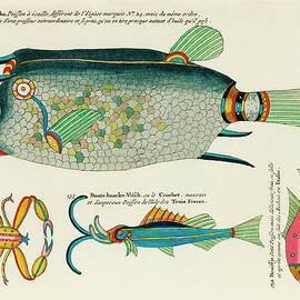 Vintage, Whimsical Fish and Marine Life Illustration by Louis Renard - Tomtombo, Benissje, Cancre by Louis Renard