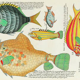 Vintage, Whimsical Fish and Marine Life Illustration by Louis Renard - Tomtombo, Doriou, Rose Fish by Louis Renard