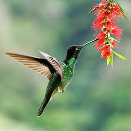 Violetear Hummingbird Feeding on Red Flowers by Jean Noren