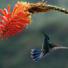 VioletEar Hummingbird by Jean Noren