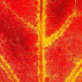 Fall Fire by Chad Thunberg