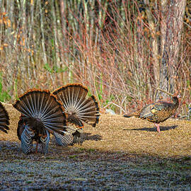 Vying For Attention by Jeff Sinon