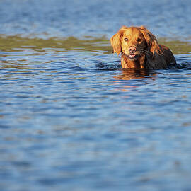 Wading Golden by Mike Lee
