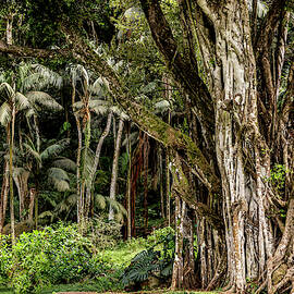 Waimea Falls Trail by Kelley King