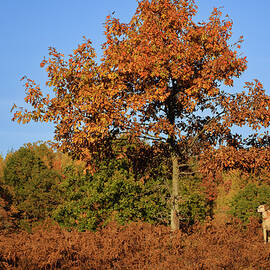 Waldo Dog Goes Hunting in Autumn by Mary Lee Dereske