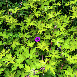 Walk Along Lake Washington Seattle by Tommy Farnsworth