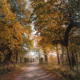 Walk In The Park by Mark Callanan