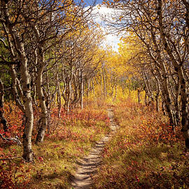 Walking into Autumn by Richard DeYoung