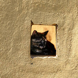 Wall Cat by Richard Reeve