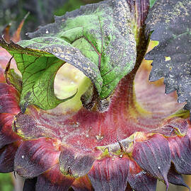 Waning Sunflower by Steven Nelson