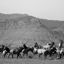 Wapiti Valley by Alden White Ballard