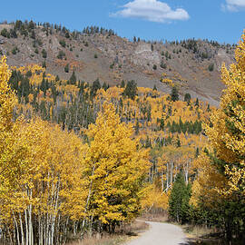 Warm Autumn Aspen Day by Cascade Colors