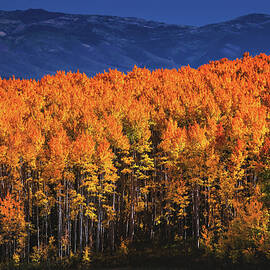 Wasatch Mountain Autumn Colors, Utah by Abbie Matthews
