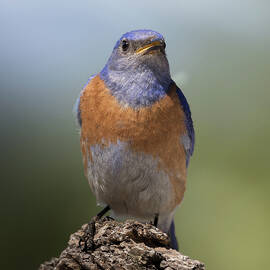 Watching Bluebird by Jean Noren