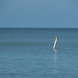 Watching the swimmers by Richard Reeve