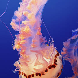Water Ballet - California Purple Striped Jelly by KJ Swan