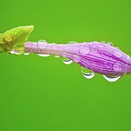 Water blessing by Tatiana Travelways