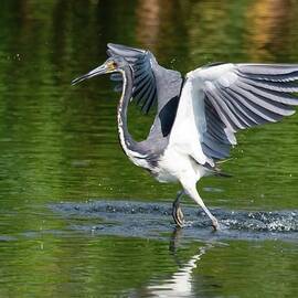 Water Dance by Rebecca Herranen