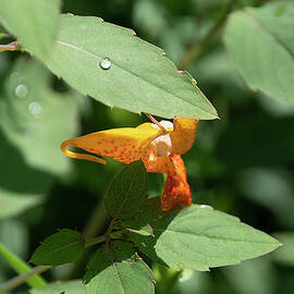 Water Droplet on a Leaf by John Twynam
