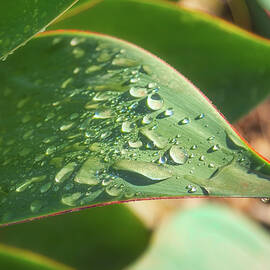 Water Drops on Agave by Alison Frank